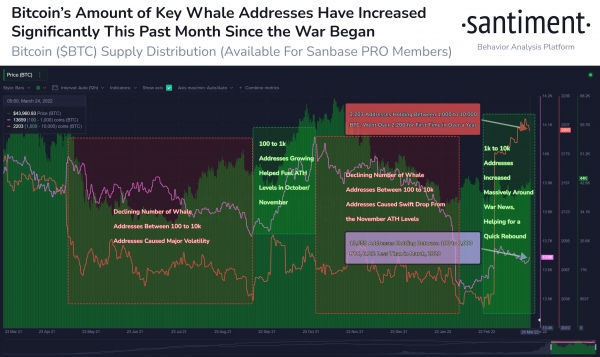 В Santiment зафиксировали резкий рост числа биткоин-китов в течение последнего месяца