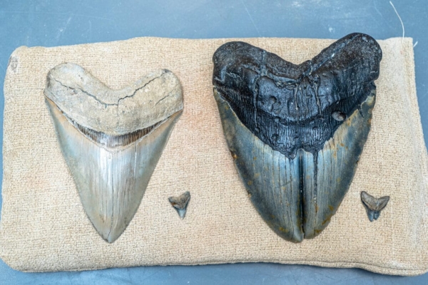 Зубы мегалодону мог испортить укол древнего ската