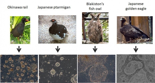 Ученые начали собирать стволовые клетки исчезающих видов птиц