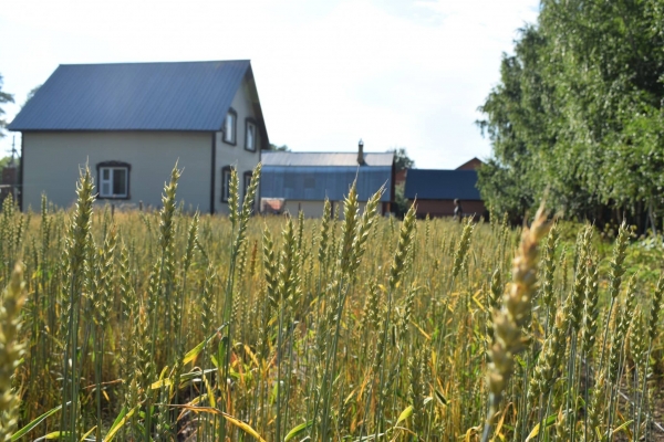 Сорта пшеницы, созданные тюменскими селекционерами, оказались востребованы в Казахстане