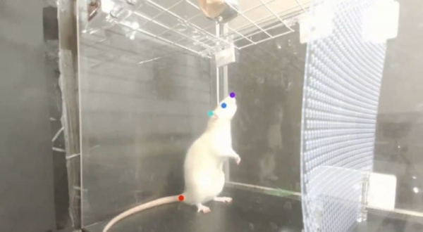 Ученые обнаружили у крыс танцевальные способности